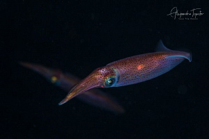 Squids in the dark, Gardens of the Queen, Cuba by Alejandro Topete 